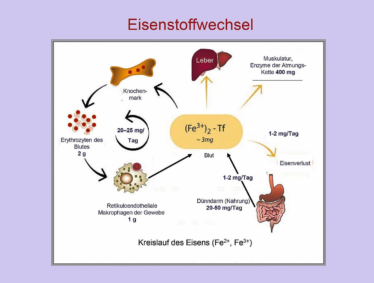 abb_1_eisenstoffwechsel.jpg