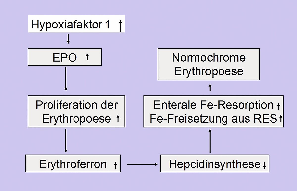 abb_2_sauerstoffmangel.jpg